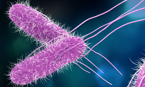 Salmonella bacteria