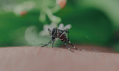 A close up mosquito feeding on a person